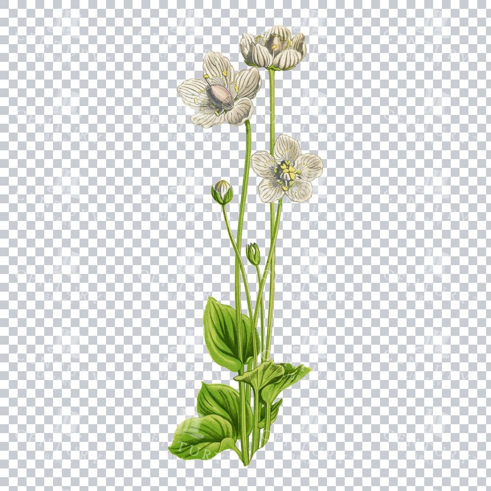 Dainty Marsh Grass of Parnassus in a Classic Botanical Art Piece