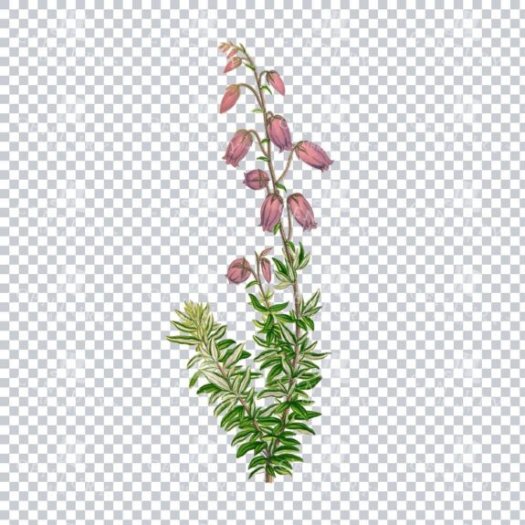 Lush Menziesia Polifolia Detailing in a Vintage Floral Illustration