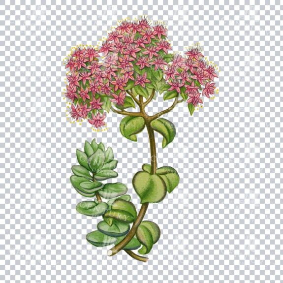Exotic Pink Mongolian Stonecrop Revealed in Vintage Artwork