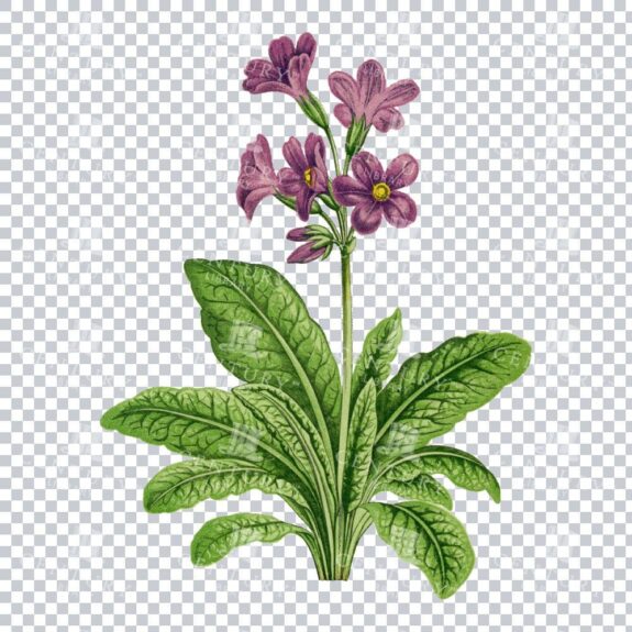 Primula Amoena’s Bright Beauty in a Classic Vintage Illustration