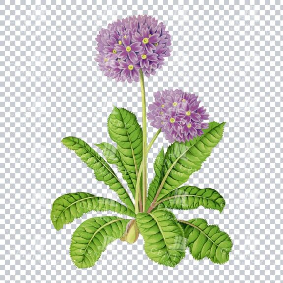 Vintage Elegance with the Stunning Primula Pulcherrima Illustration