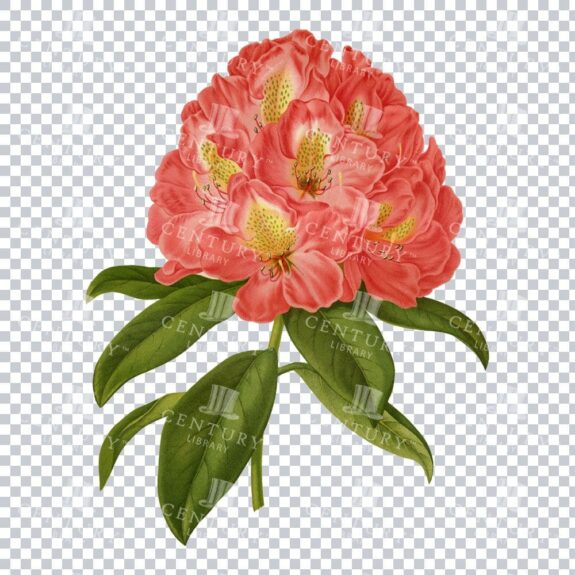 Vintage Garden Beauty with Rhododendron 'Kate Waterer' Illustration