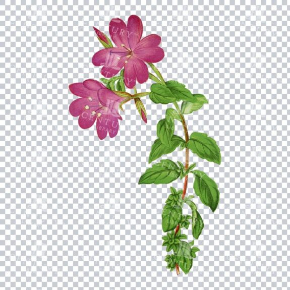 Rockfringe Willowherb Unveiled in an Antique Botanical Artwork