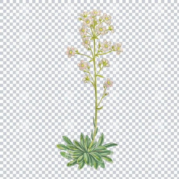 Saxifraga Aizoon Charms in a Timeless Vintage Illustration