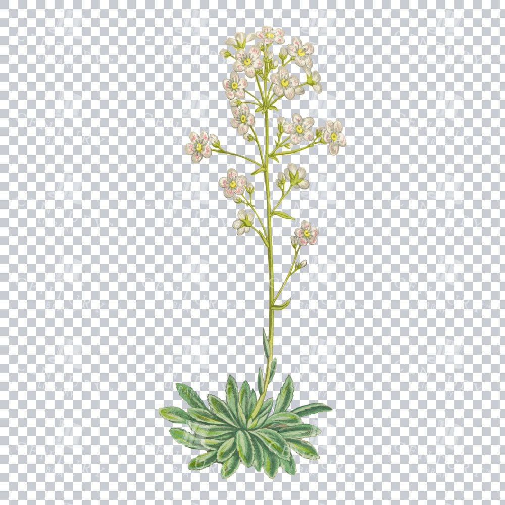 Saxifraga Aizoon Charms in a Timeless Vintage Illustration