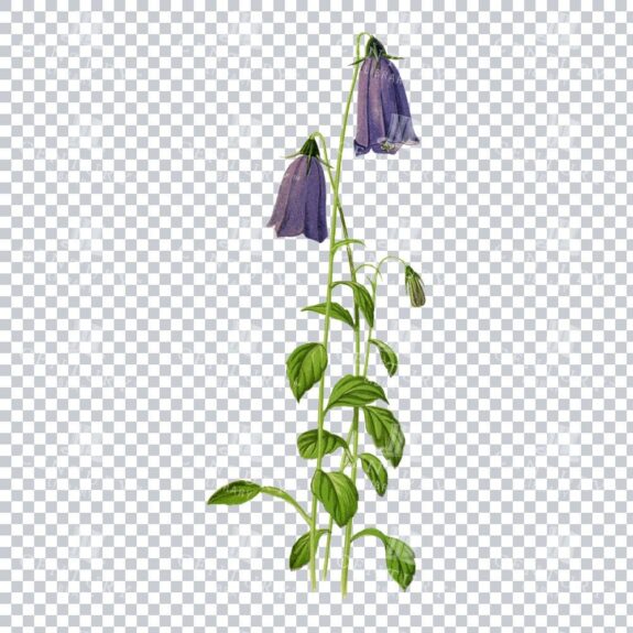 Solitary Harebell Elegance in a Classic Botanical Artwork