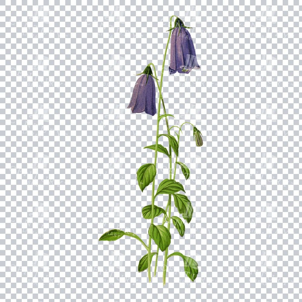 Solitary Harebell Elegance in a Classic Botanical Artwork