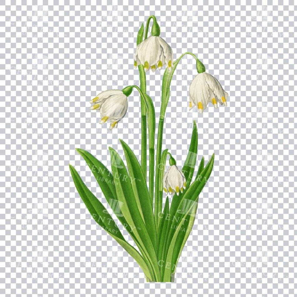 Vintage Charm of the Spring Snowflake Bloom in Detailed Art