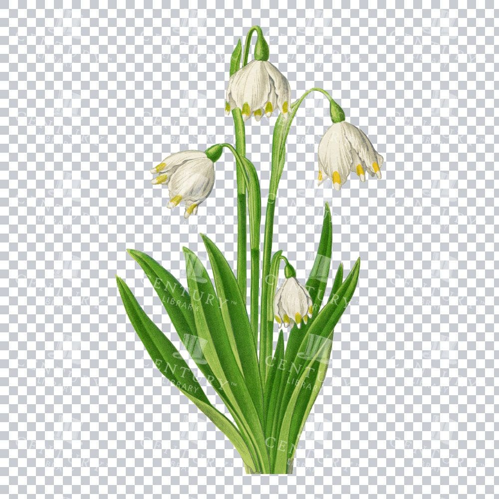 Vintage Charm of the Spring Snowflake Bloom in Detailed Art