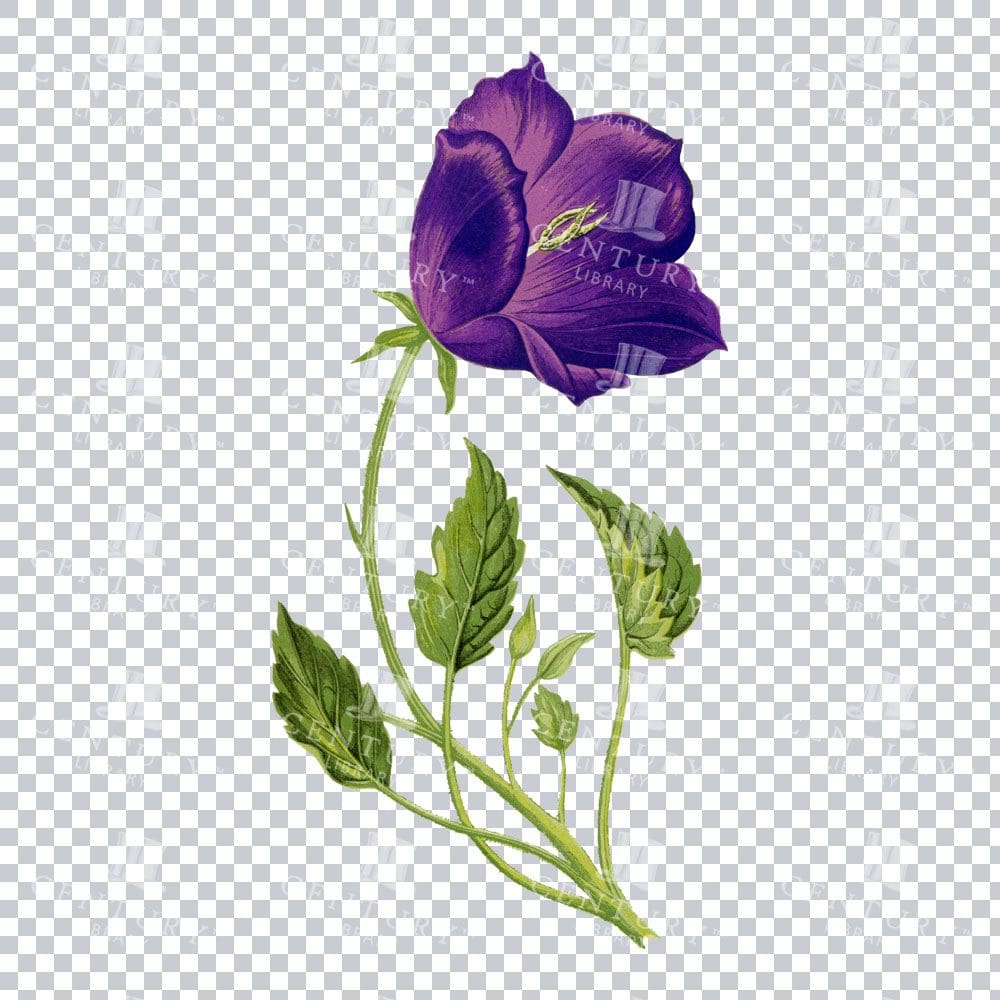 Tussock Bellflower Beauty Captured in Vintage Floral Artwork