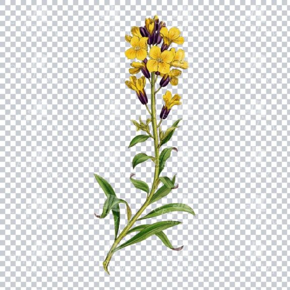 Wallflowers' Charming Presence in an Antique Botanical Illustration