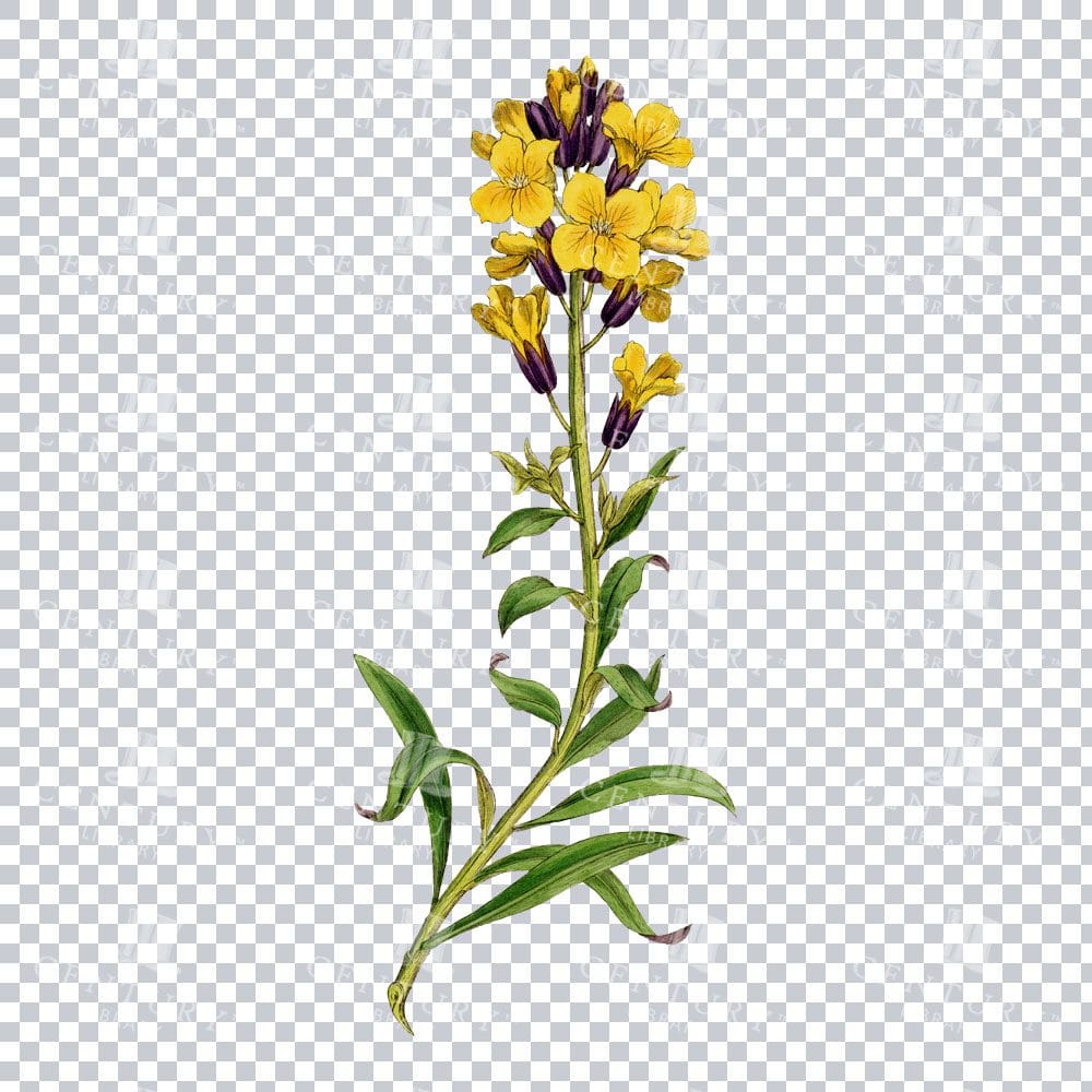 Wallflowers' Charming Presence in an Antique Botanical Illustration