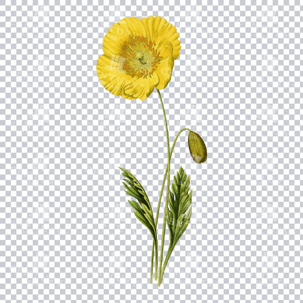 Vintage Yellow Iceland Poppy Illustration
