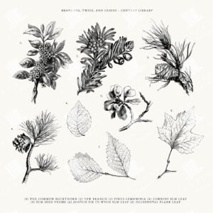 Twig and Leaf Clipart in PNG, SVG, and EPS formats - Cornish Elm Leaf, Elm, Wych Elm, Scotch Fir, and More!