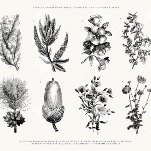 Acorn, Pine Cones, and Wildflower Line Art Illustrations - SVG, EPS and PNG Formats