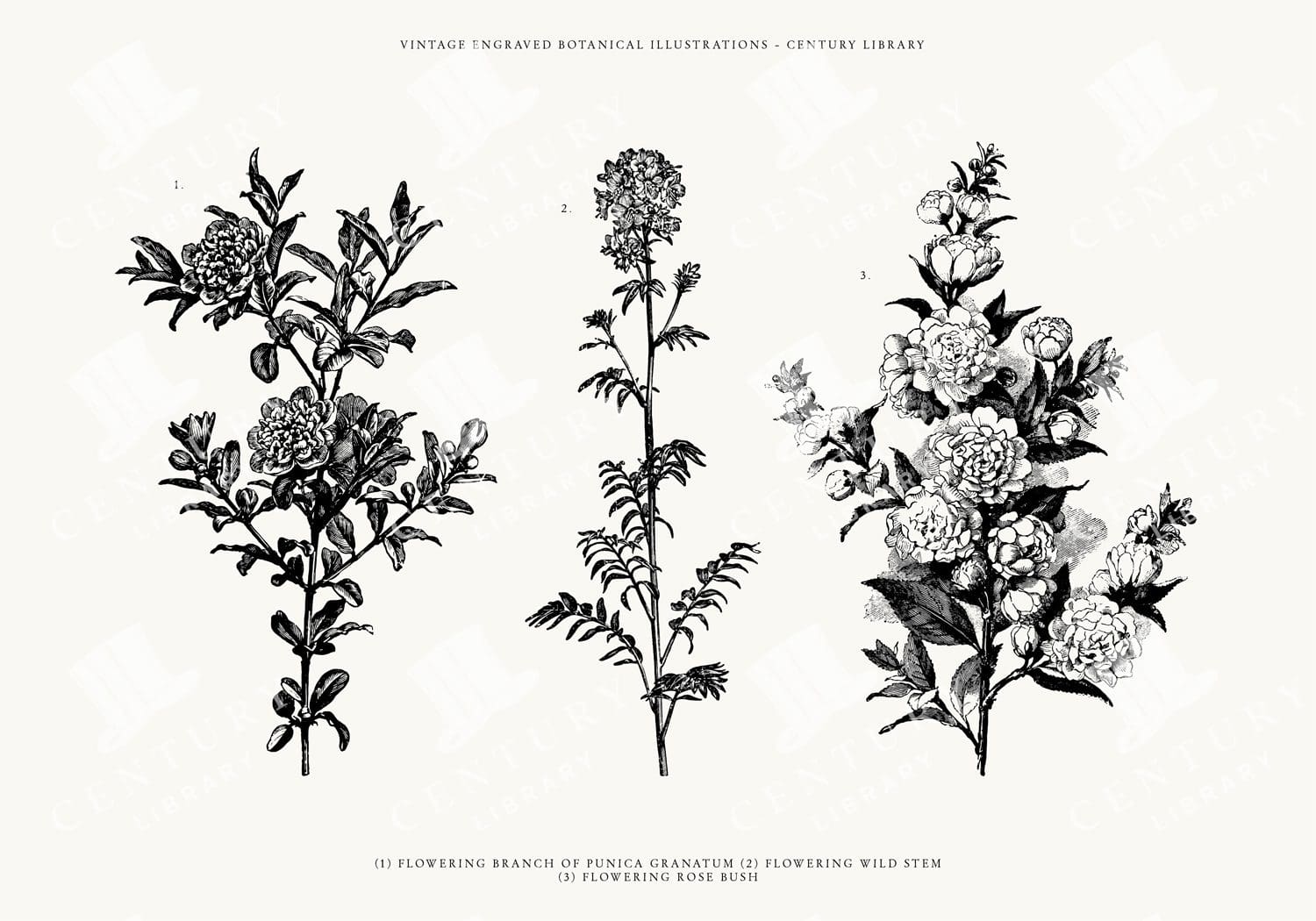 Vintage Wildflower Line Art Illustrations - Svg, Eps, And Png Formats