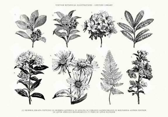 Antique Engraved Flowers and Plants Lineart Pack - SVG, EPS, and PNG Formats