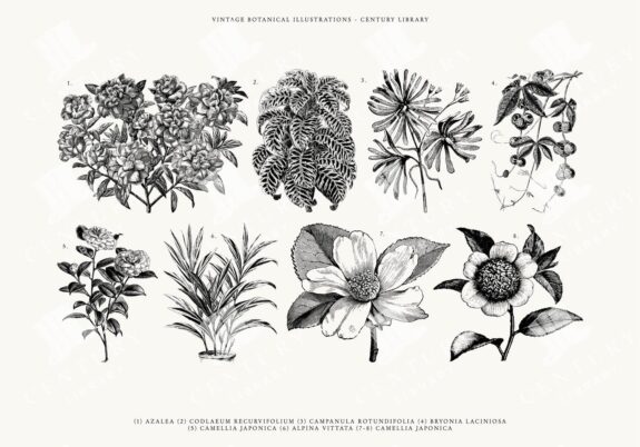 Vintage Botanical Line Art Illustration Pack - SVG, EPS, and PNG Formats
