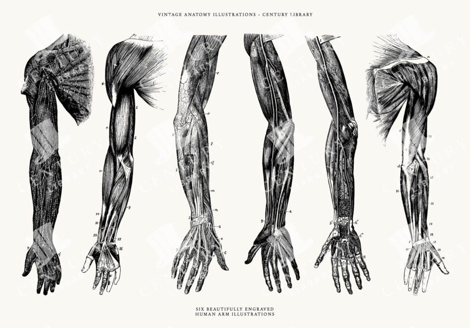 Six Anatomical Studies Of Human Arm Musculature And Tendons In Sequential Views - Labeled Black-and-white Plates