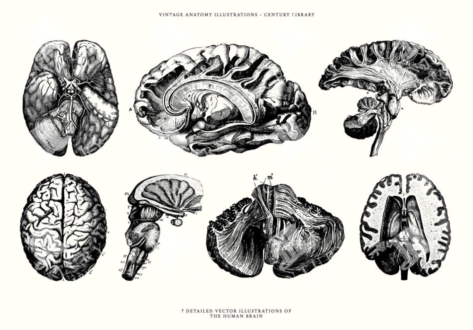 Isolated Png Human Brain Lineart Illustrations - Anatomy Clipart (vector Also Included!)