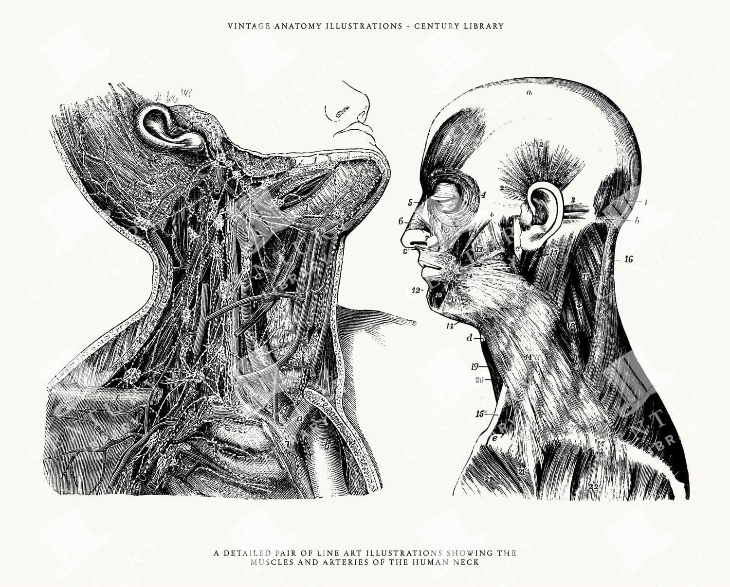 Isolated Human Head Line Art - Anatomy Illustrations in PNG, SVG, and EPS Image Formats