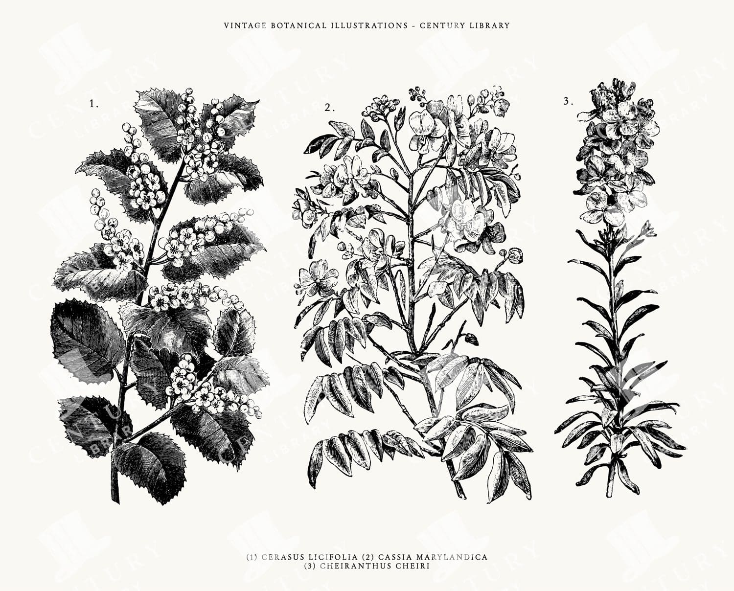 Vintage Botanical Plant and Flower Line Art Illustration Pack - SVG, EPS, and PNG Formats