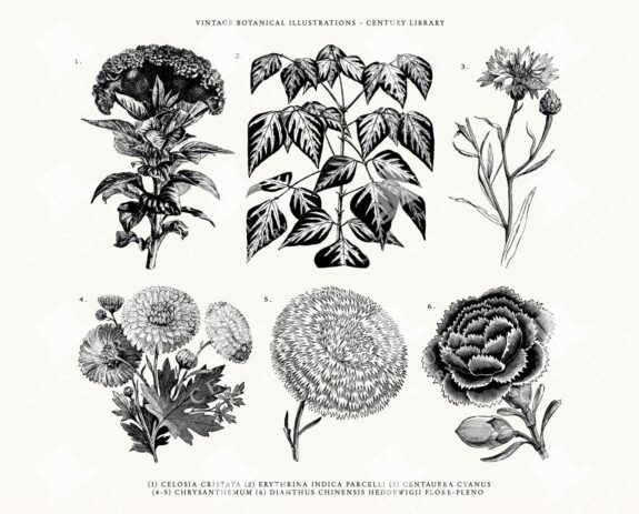 Botanical Flowers and Plant Line Art Illustration Pack - SVG, EPS, and PNG Formats