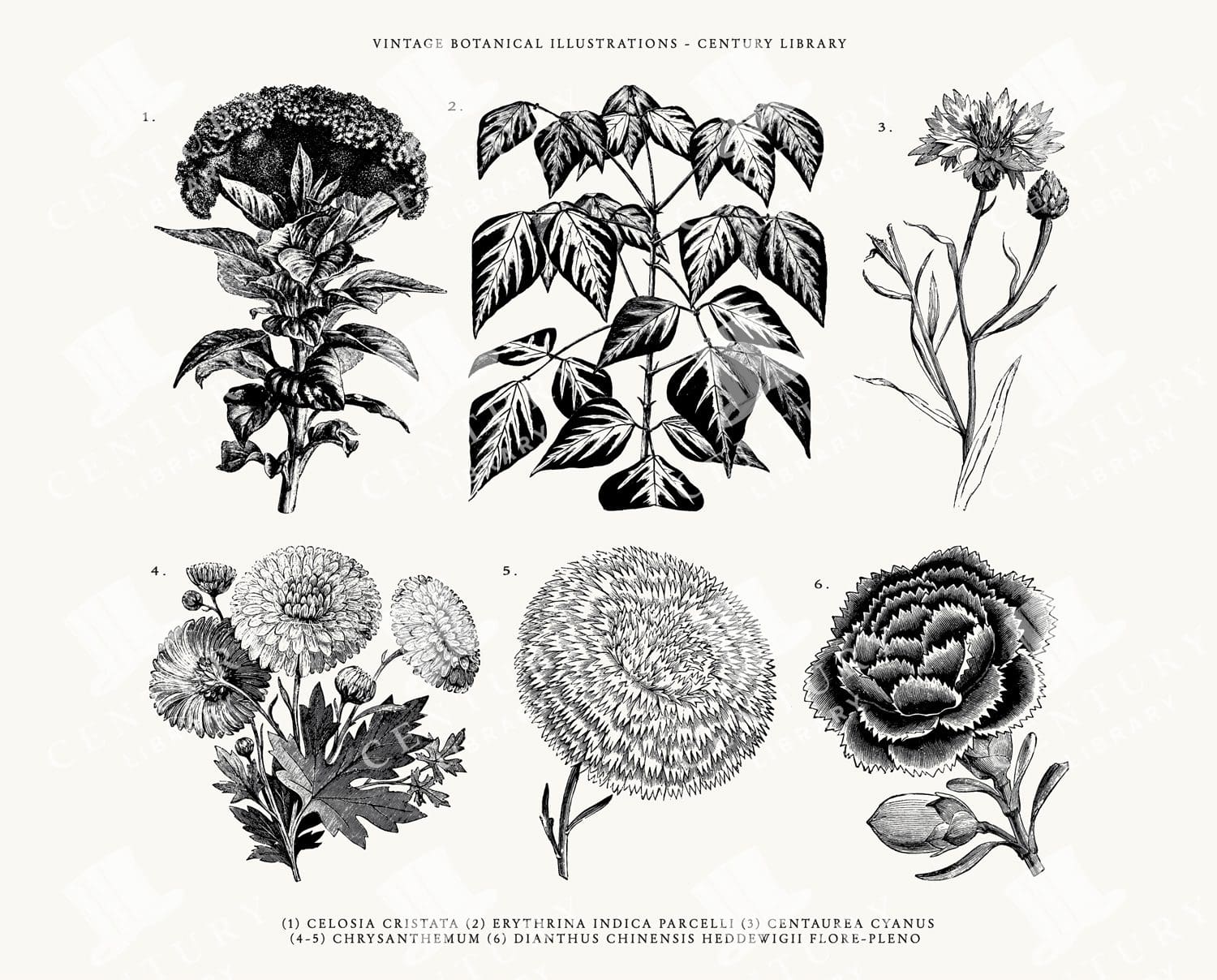 Botanical Flowers and Plant Line Art Illustration Pack - SVG, EPS, and PNG Formats