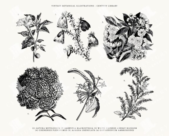Floral Line Art Illustration Pack - SVG, EPS, and PNG Formats