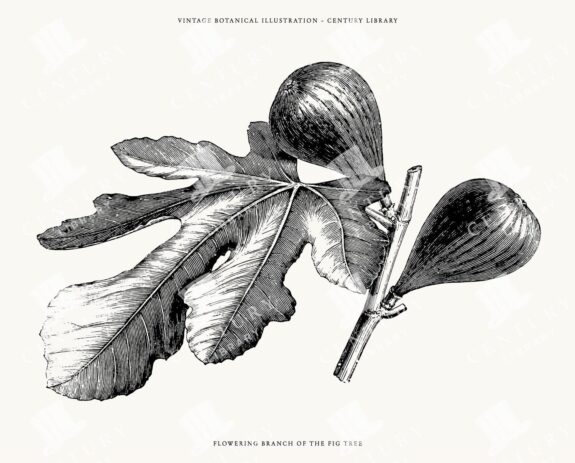 Vintage Fig Fruit Line Art Illustration - SVG, EPS, and PNG Formats