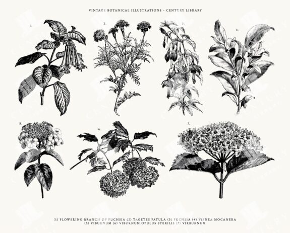Botanical Line Art Pack - SVG, EPS, and PNG Formats