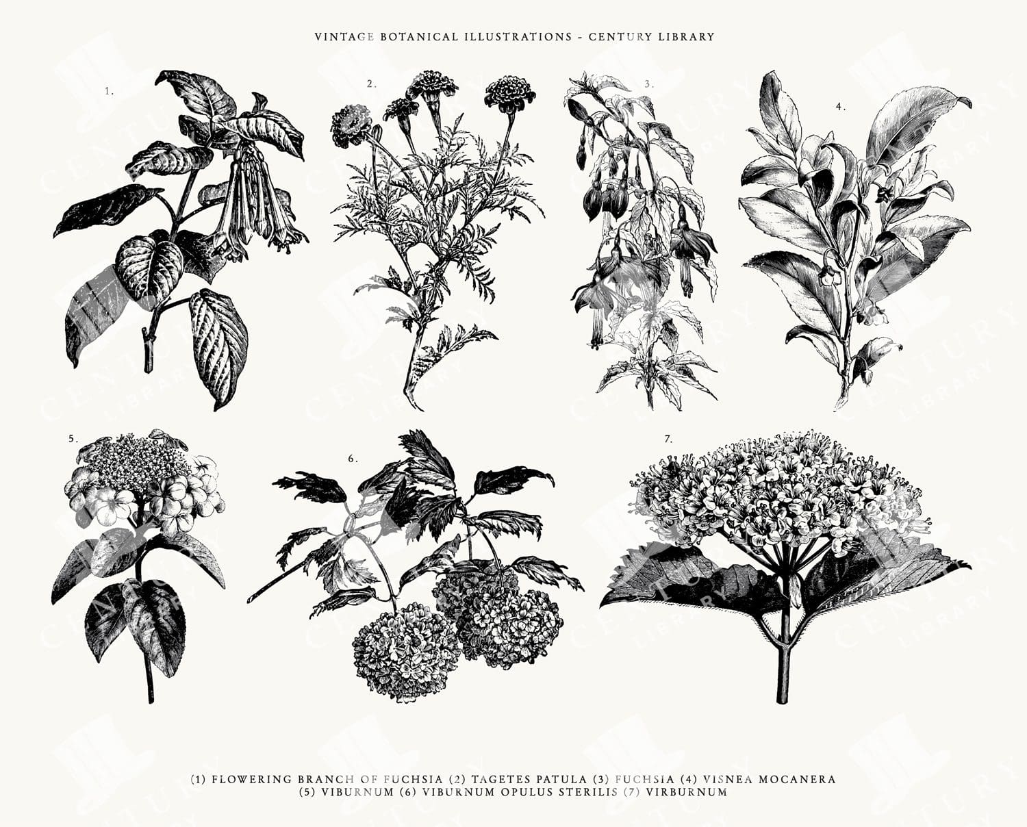 Botanical Line Art Pack - SVG, EPS, and PNG Formats