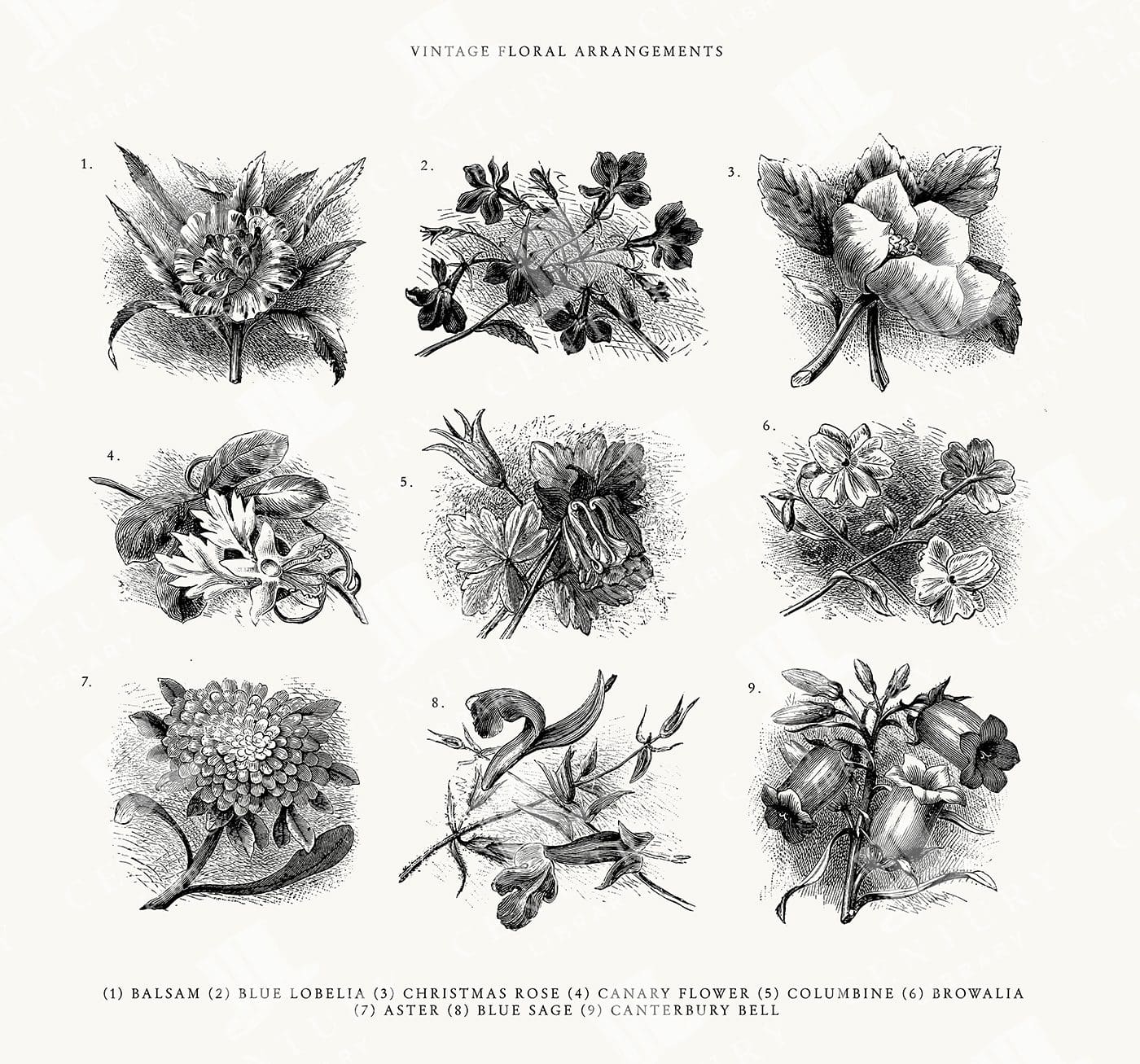 Set Of 9 Hand Drawn Flowers - Vintage Line Art Illustrations