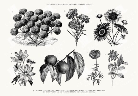 Botanical Clipart Pack - SVG, EPS, and PNG Formats