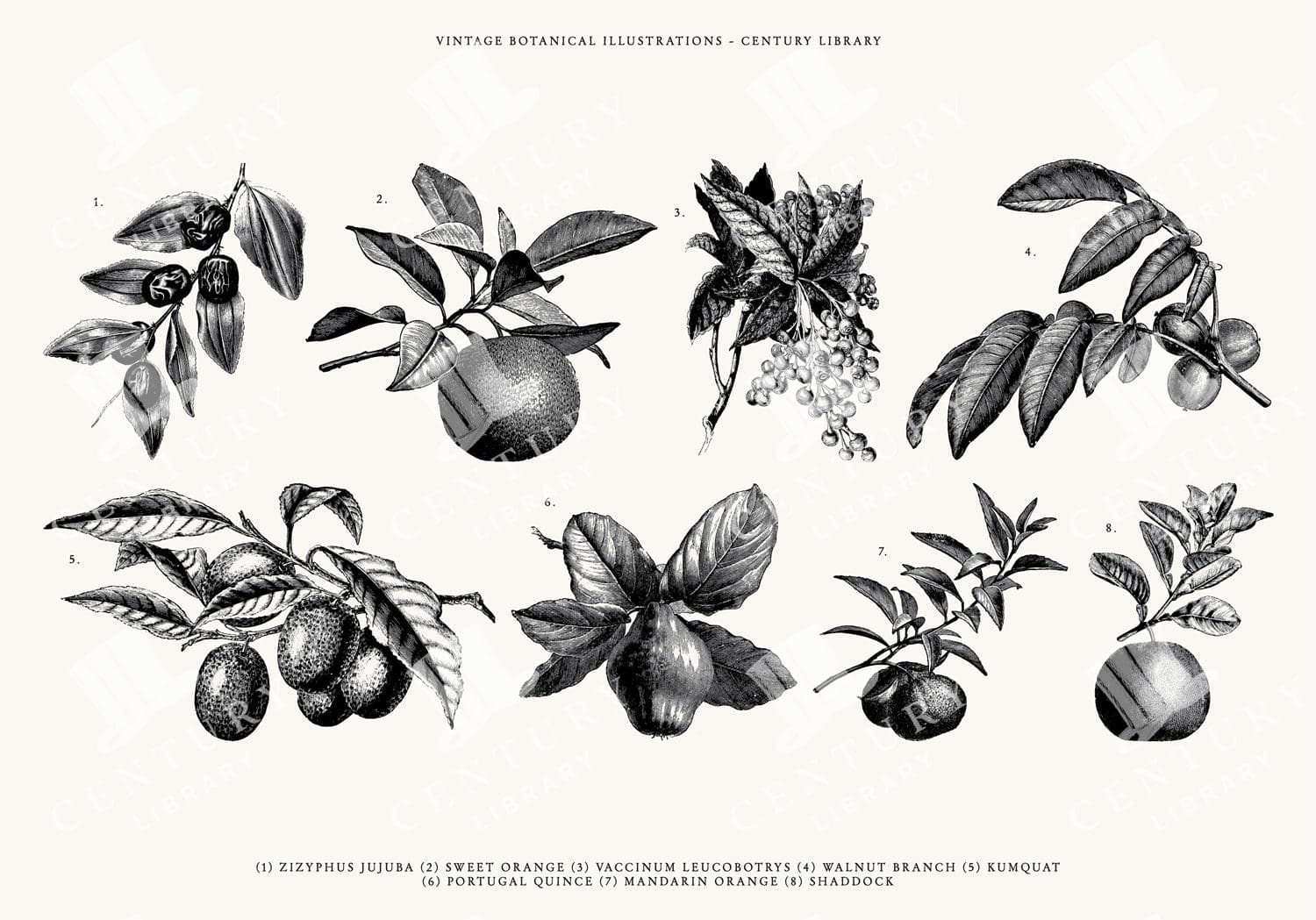 Set Of 8 Isolated Fruit Clipart Illustrations - Svg, Eps, And Png Formats