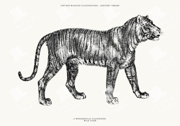 Isolated Tiger PNG Clipart - Downloadable Transparent SVG and EPS Formats also Included!