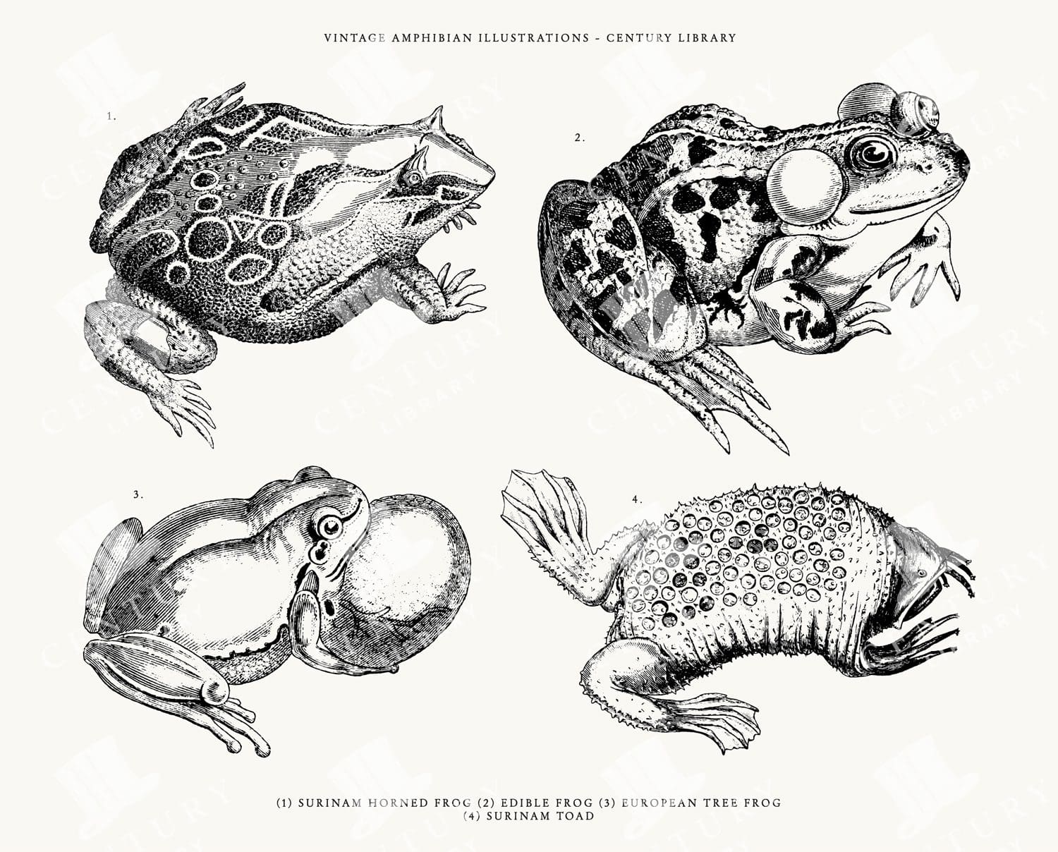 Set of 4 Vintage Amphibian Line Art Illustrations