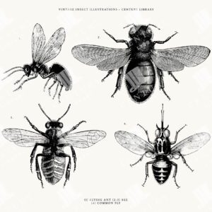Set of Vintage Insect Line Art Illustrations in SVG, EPS, and PNG Formats