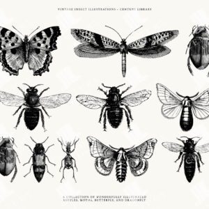 Set of Vintage Insect Clip Art Illustrations in SVG, EPS, and PNG Formats