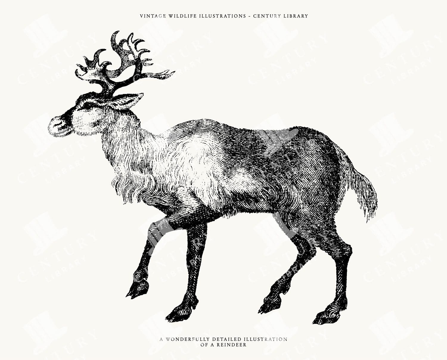 Isolated Reindeer PNG Clipart - Downloadable Transparent SVG and EPS Formats are also included!