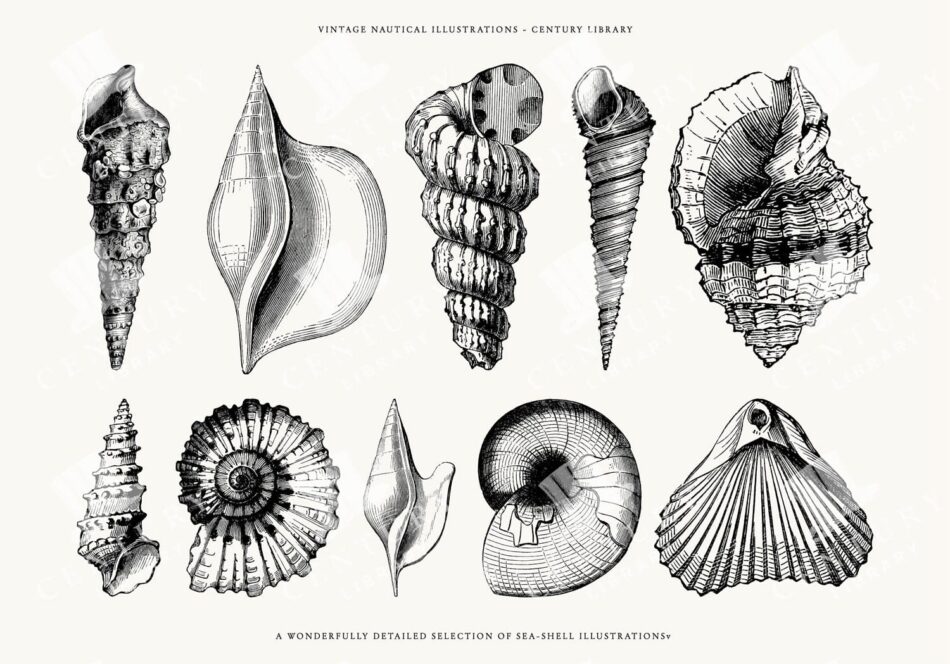 Nautical Sea Shell Clip Art Illustrations - Downloadable Nautical Vintage Line Art In Png, Svg, And Eps Formats