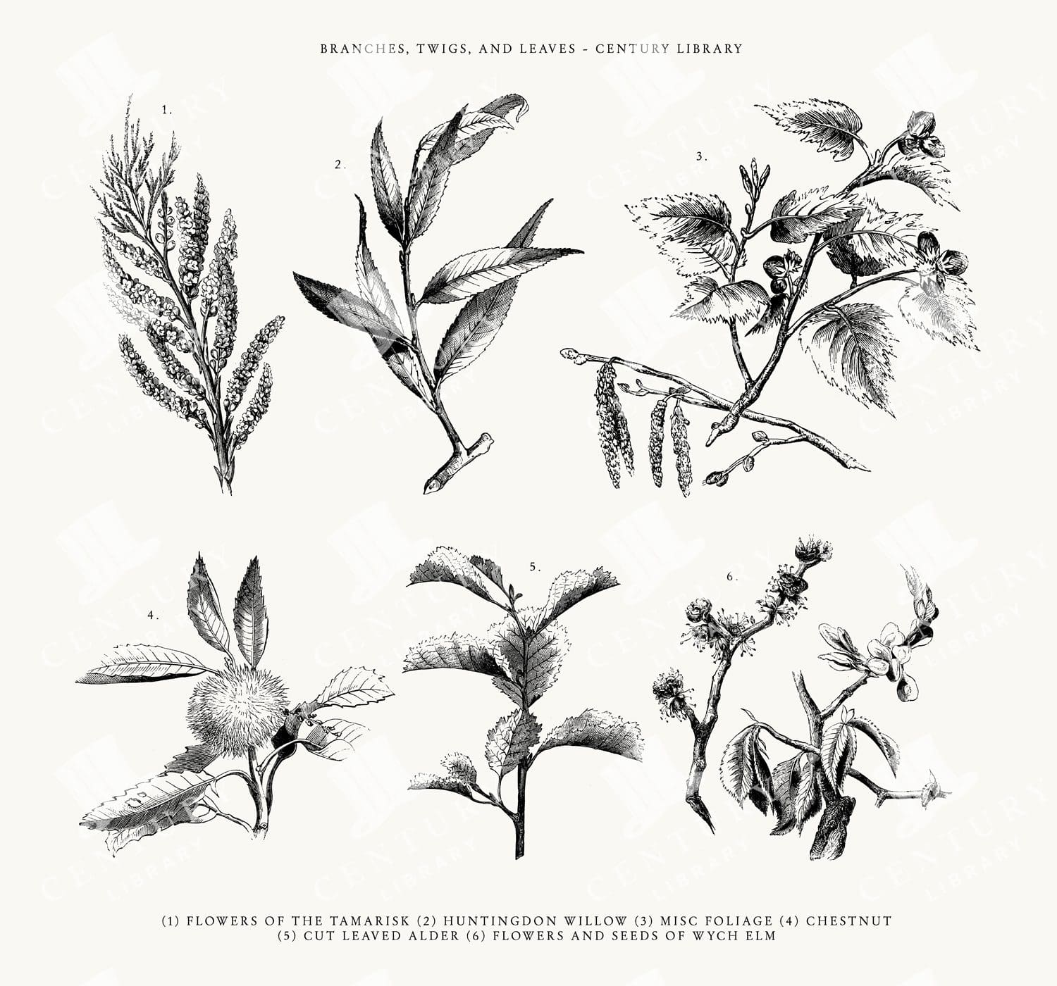 Twigs And Tree Branch Png Line Art Illustrations - Svg And Eps Vector Formats Also Included - Chestnut, Alder, Elm, Willow And More!