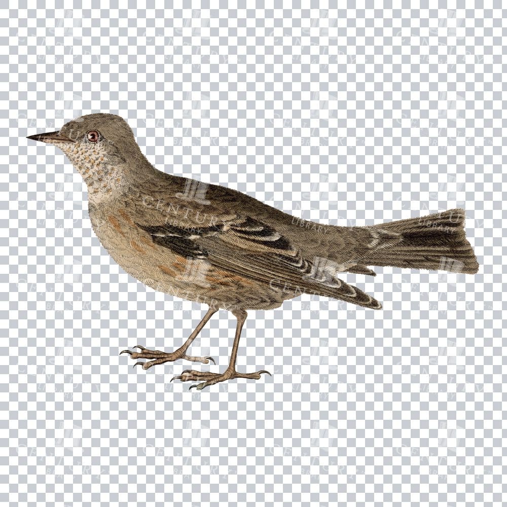 Vintage Colour Illustration Of An Alpine Accentor Bird