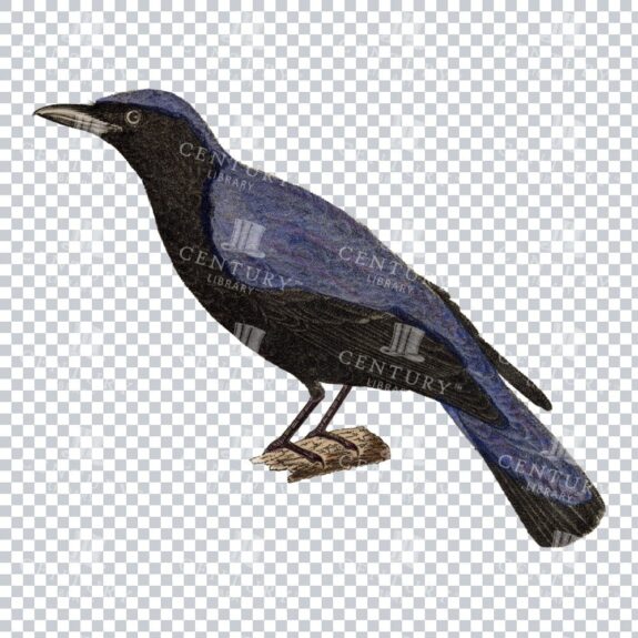 Old Color Png Of An Asian Fairy-bluebird Perched On A Log