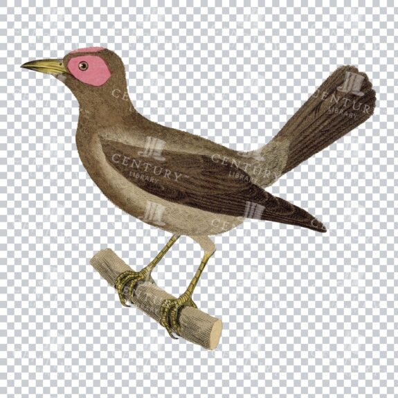 Vintage Illustration Of A Bare-eyed Bird Perched On A Branch