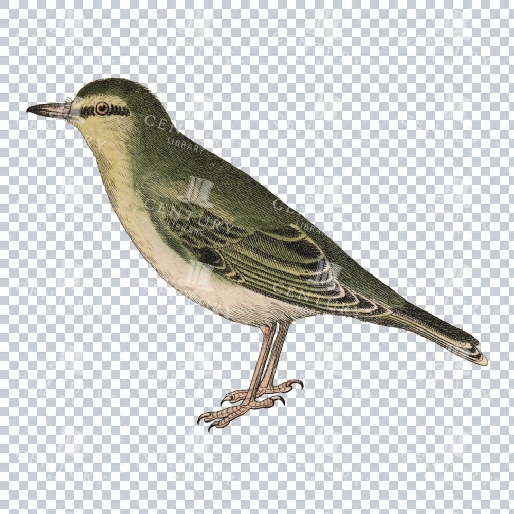 Restored Colored Png Bird Illustration 1