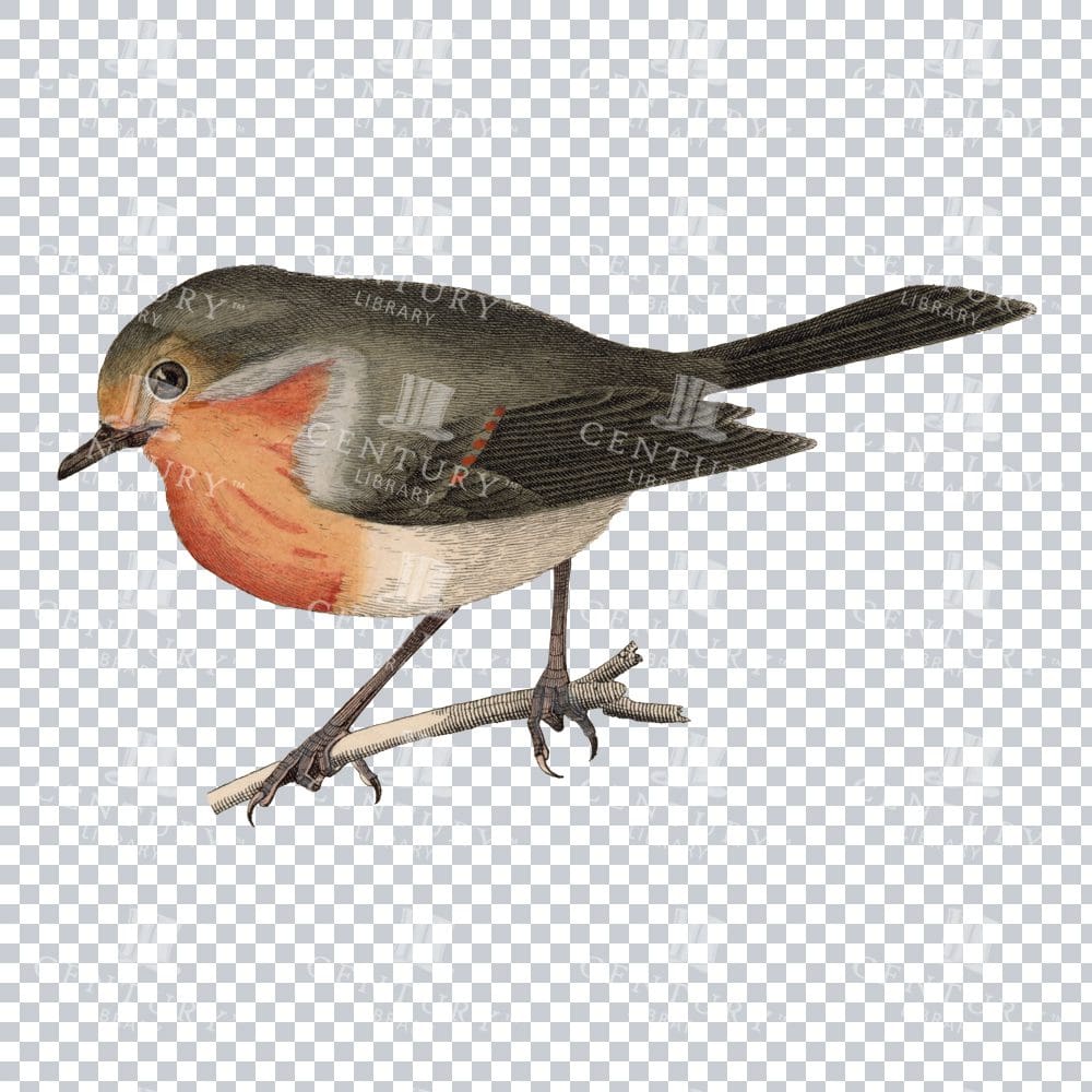 Restored Isolated Transparent Png Robin Standing On A Twig