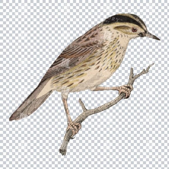 Restored Colored Png Bird Illustration 2