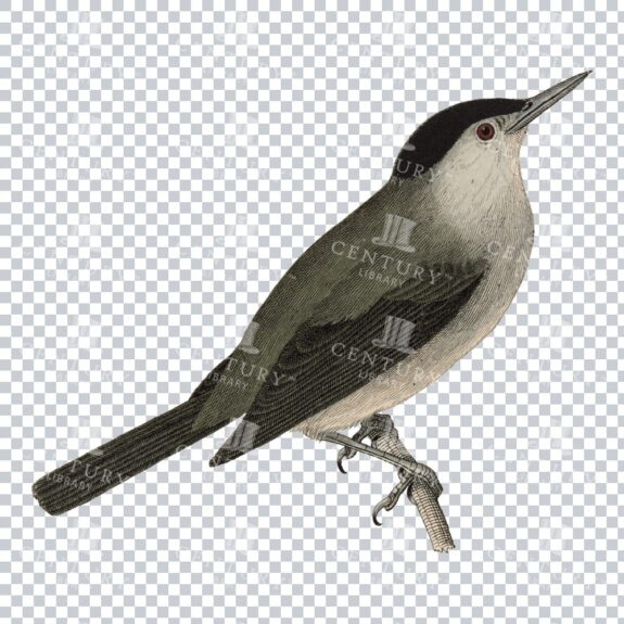 Restored Colored Png Bird Illustration 3
