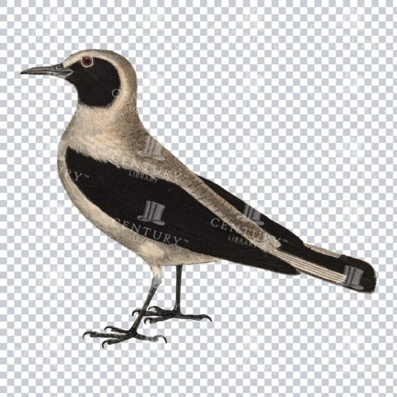Restored Colored Png Bird Illustration 4